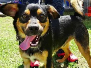 Cachorro raça SRd idade 1 ano nome Vicente