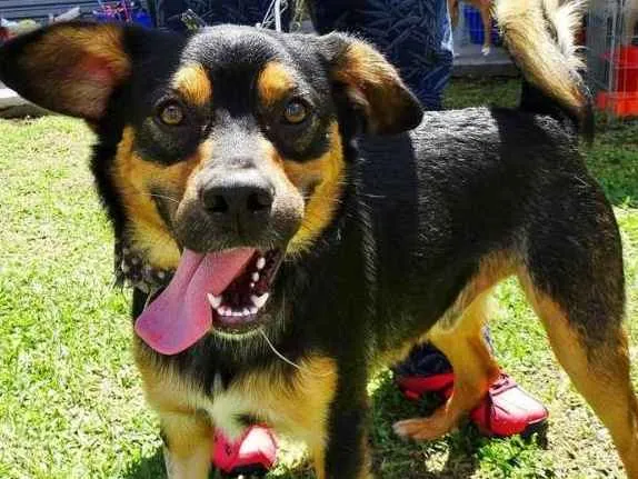 Cachorro ra a SRd idade 1 ano nome Vicente