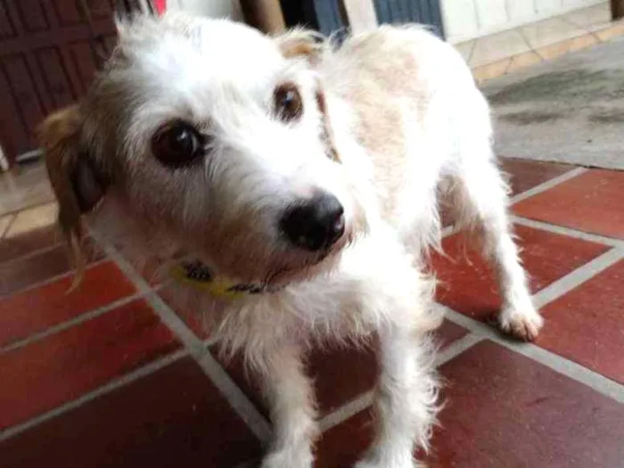 Cachorro ra a srd idade 2 anos nome Bella