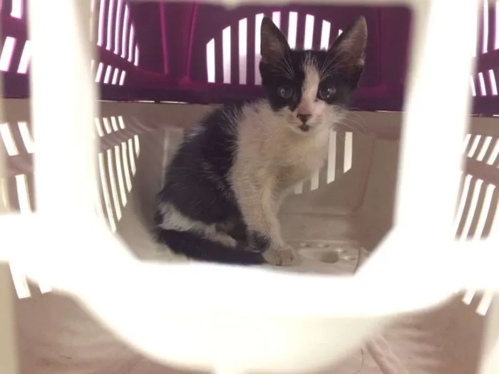 Gato ra a SRD  idade Abaixo de 2 meses nome Sem nome