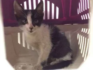Gato raça SRD  idade Abaixo de 2 meses nome Sem nome