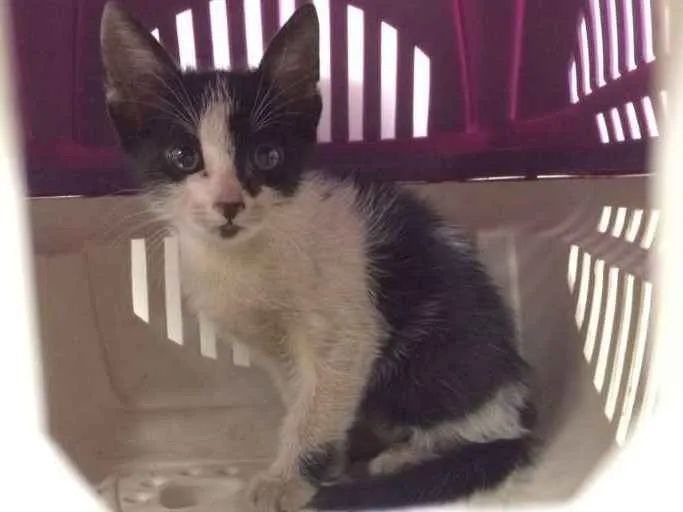 Gato ra a SRD  idade Abaixo de 2 meses nome Sem nome