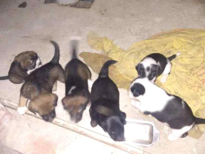 Cachorro ra a SRD idade Abaixo de 2 meses nome Vários