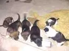 Cachorro raça SRD idade Abaixo de 2 meses nome Vários