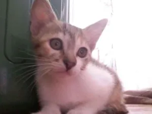Gato raça nao sei  idade Abaixo de 2 meses nome sem nome