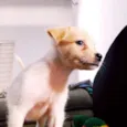 Pequena Frida