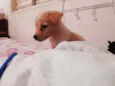 Pequena Frida