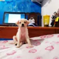 Pequena Frida