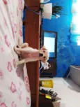 Pequena Frida