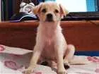 Cachorro raça SRD idade 2 a 6 meses nome Pequena Frida