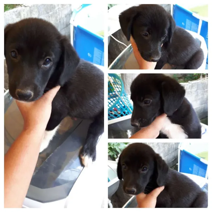 Cachorro raça Sem raça definida idade 2 a 6 meses nome Vergus 