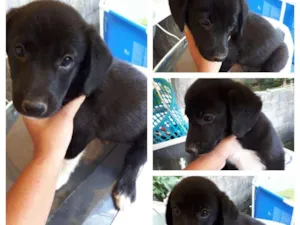 Cachorro raça Sem raça definida idade 2 a 6 meses nome Vergus 