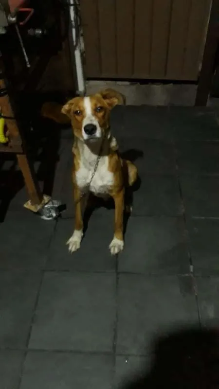 Cachorro raça indefinida LINDO idade 7 a 11 meses nome LARGURA