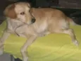 Branquinha