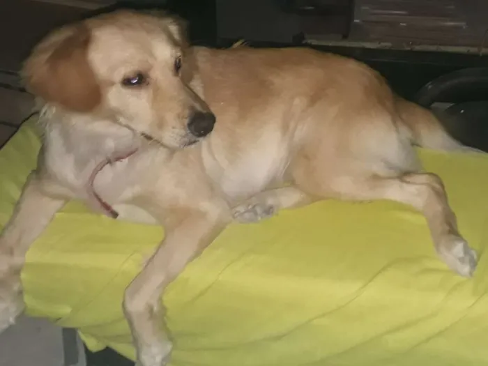 Cachorro ra a Vira Lata idade 2 anos nome Branquinha