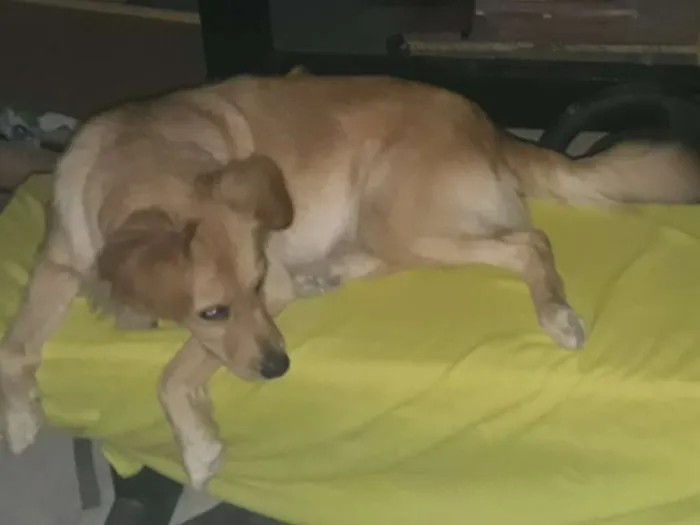 Cachorro ra a Vira Lata idade 2 anos nome Branquinha