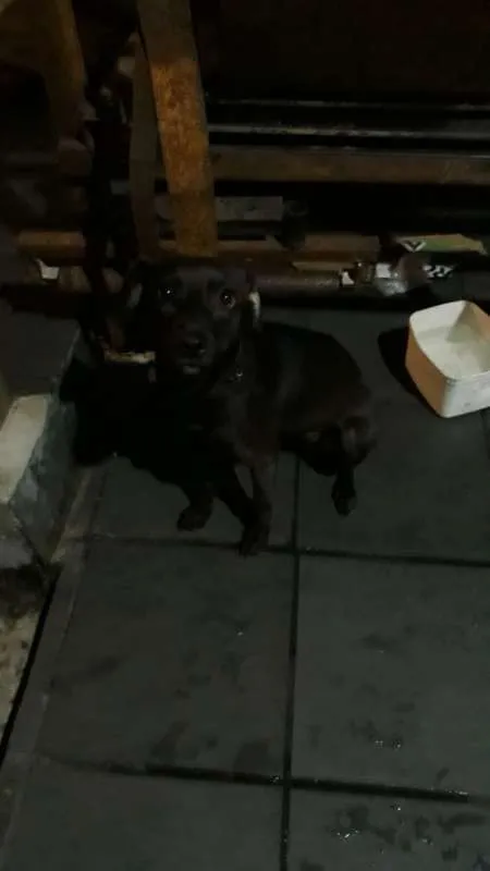 Cachorro raça indefinida idade 1 ano nome SOMBRA