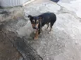 Menininho