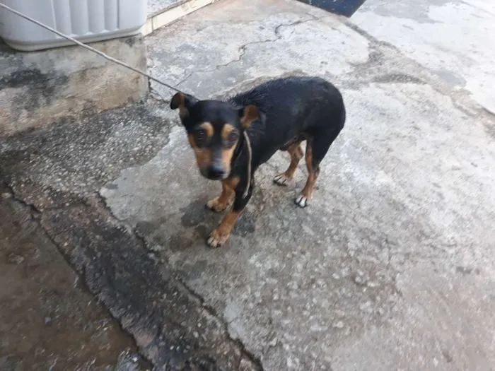 Cachorro ra a Indefinido idade 3 anos nome Menininho
