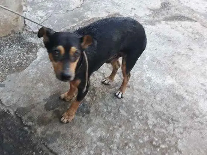 Cachorro ra a Indefinido idade 3 anos nome Menininho