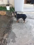 Menininho