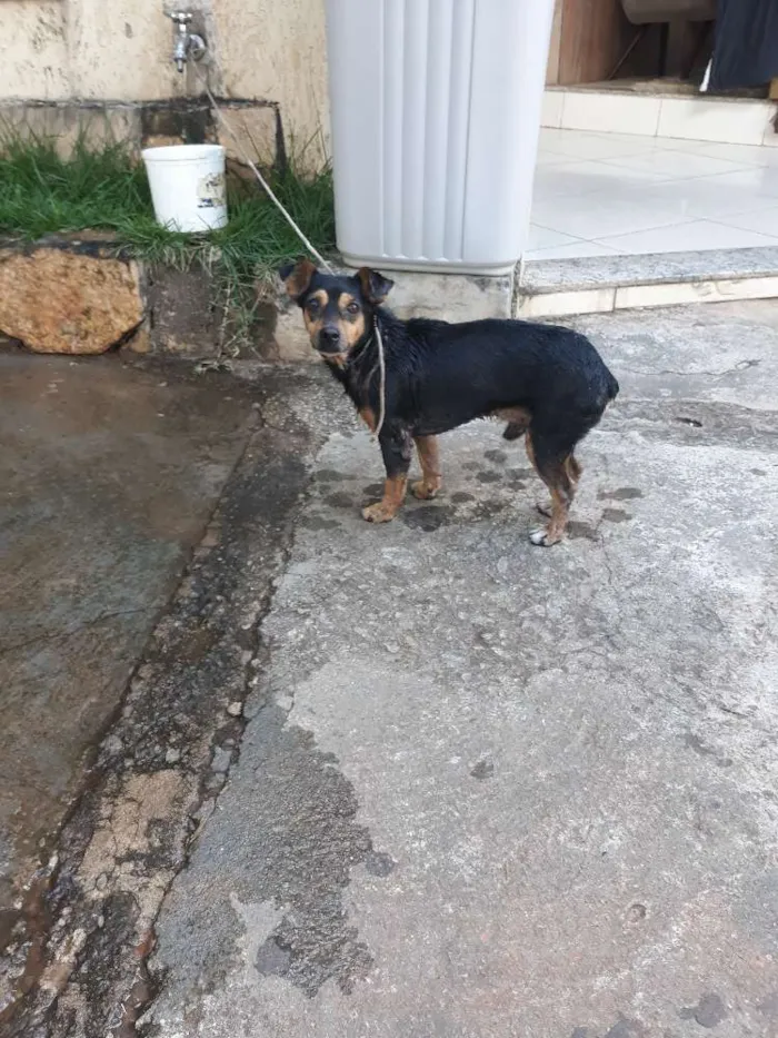Cachorro ra a Indefinido idade 3 anos nome Menininho