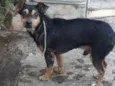 Menininho