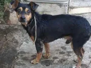 Cachorro raça Indefinido idade 3 anos nome Menininho