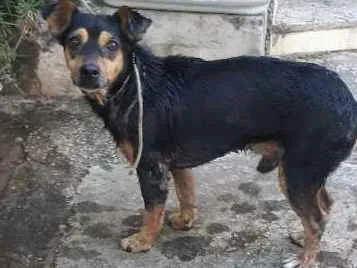 Cachorro ra a Indefinido idade 3 anos nome Menininho