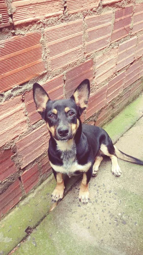 Cachorro ra a Vira lata idade 1 ano nome A escolher