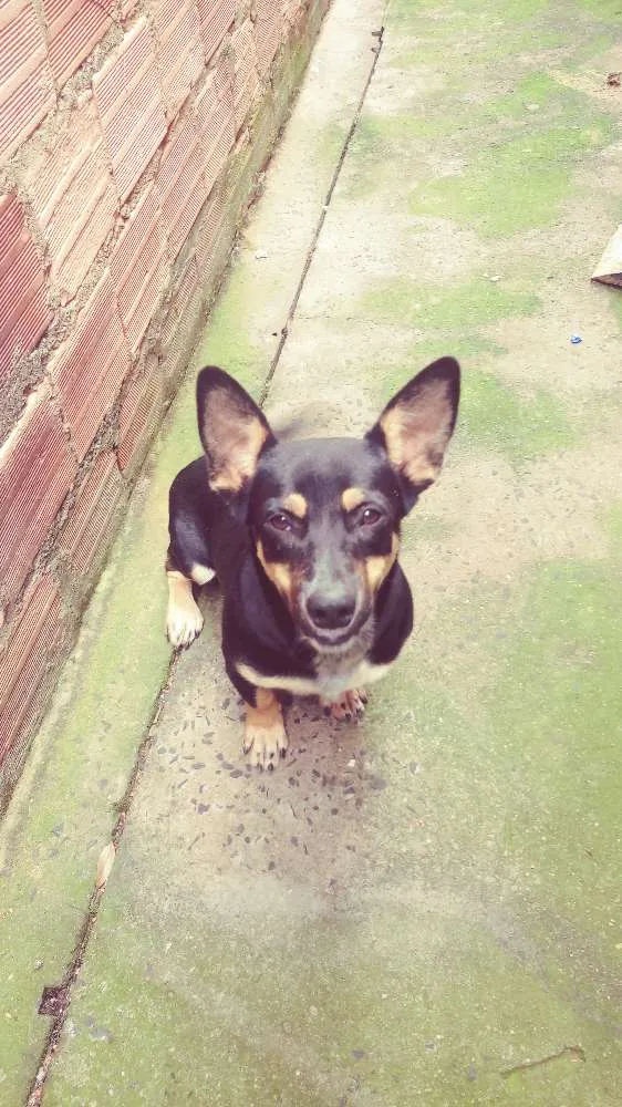 Cachorro ra a Vira lata idade 1 ano nome A escolher