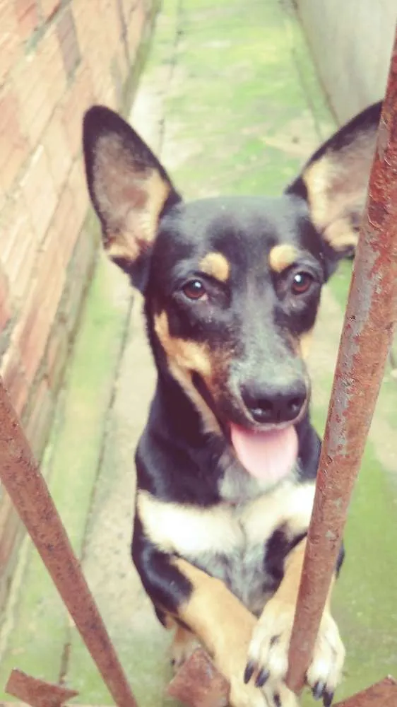 Cachorro ra a Vira lata idade 1 ano nome A escolher