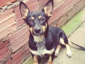 Cachorro raça Vira lata idade 1 ano nome A escolher