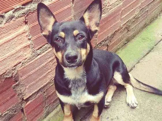 Cachorro ra a Vira lata idade 1 ano nome A escolher