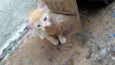 Gata