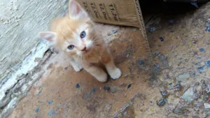 Gato raça  idade Abaixo de 2 meses nome Gata
