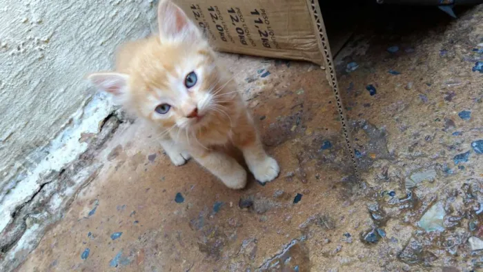 Gato ra a  idade Abaixo de 2 meses nome Gata