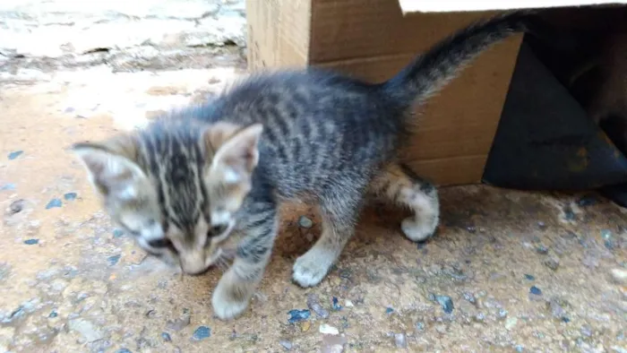 Gato ra a  idade Abaixo de 2 meses nome Gata