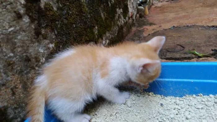 Gato ra a  idade Abaixo de 2 meses nome Gata