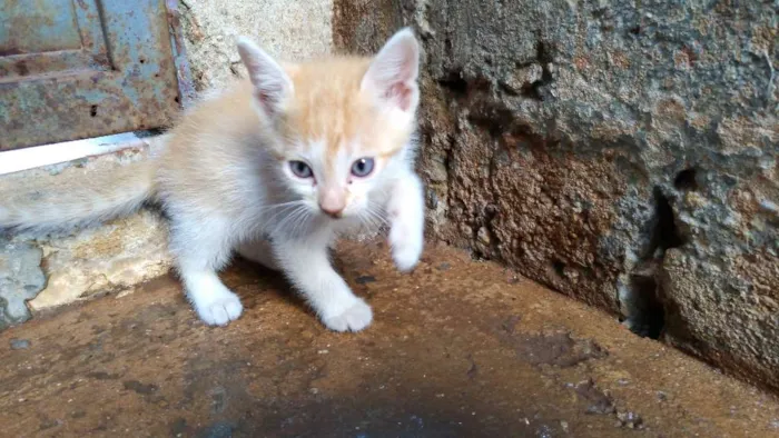Gato ra a  idade Abaixo de 2 meses nome Gata
