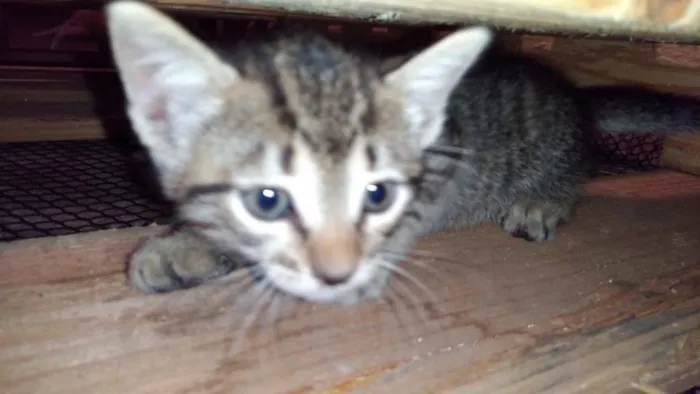 Gato ra a  idade Abaixo de 2 meses nome Gata
