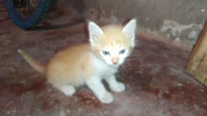 Gato ra a  idade Abaixo de 2 meses nome Gata