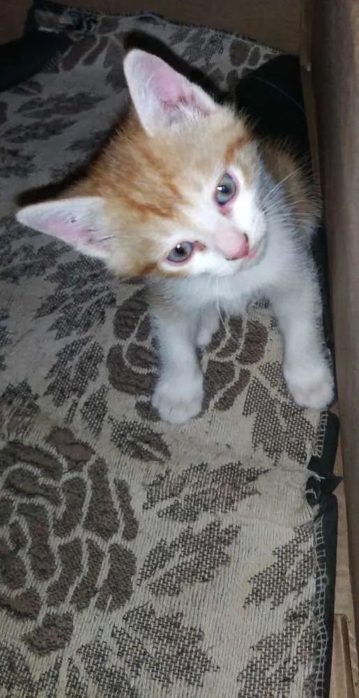 Gato ra a  idade Abaixo de 2 meses nome Gata