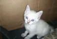 Gata