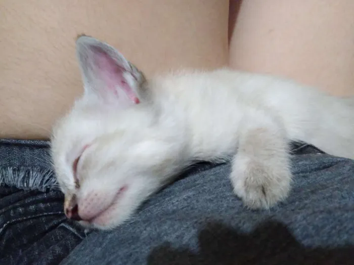 Gato ra a  idade Abaixo de 2 meses nome Gata