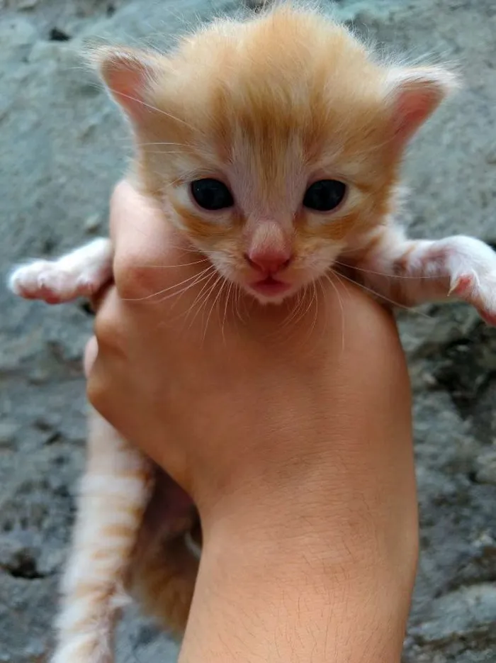 Gato ra a  idade Abaixo de 2 meses nome Gata
