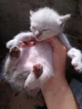 Gata