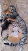 Gata