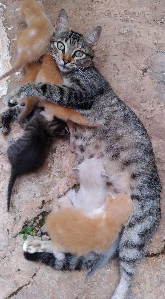 Gato ra a  idade Abaixo de 2 meses nome Gata