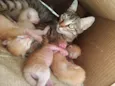 Gata